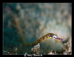 cute pipe fish by Niky Šímová 